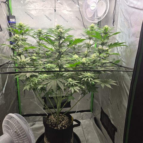 Donkey Kong growlog timeline photo