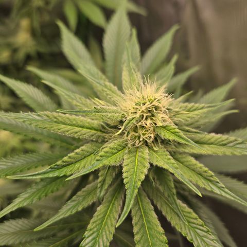 Donkey Kong growlog timeline photo