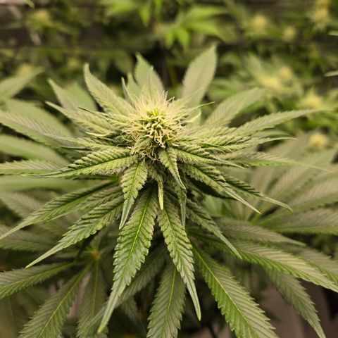 Donkey Kong growlog timeline photo