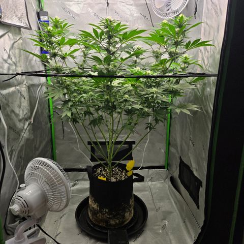 Donkey Kong growlog timeline photo