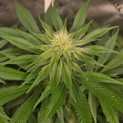 Donkey Kong growlog timeline photo