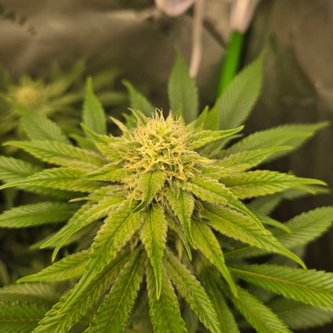 Donkey Kong growlog timeline photo