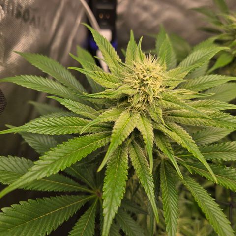 Donkey Kong growlog timeline photo