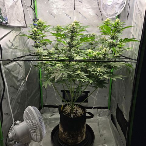 Donkey Kong growlog timeline photo