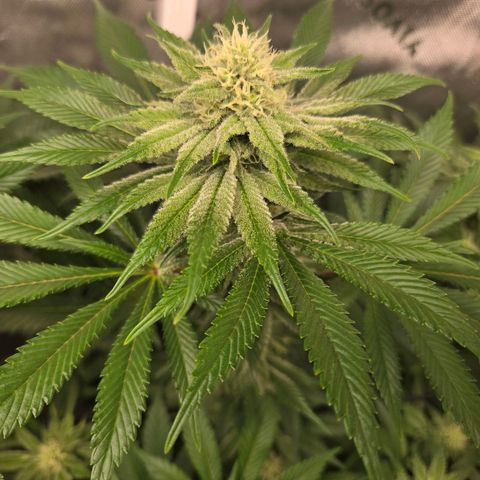 Donkey Kong growlog timeline photo