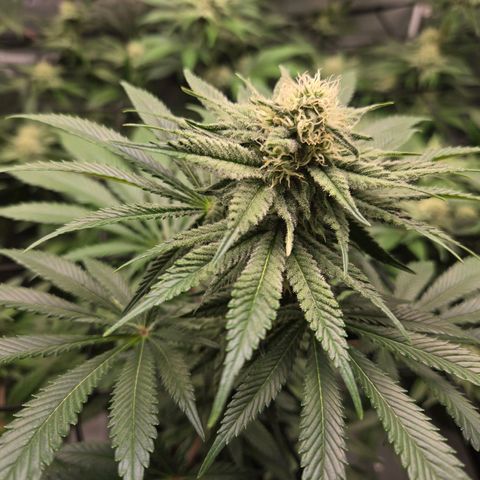 Donkey Kong growlog timeline photo