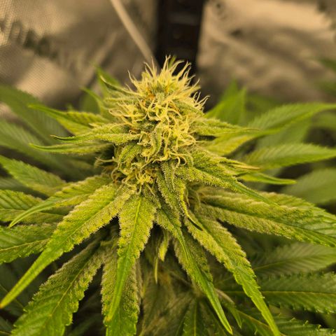 Donkey Kong growlog timeline photo