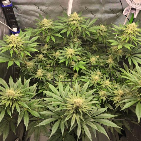 Donkey Kong growlog timeline photo