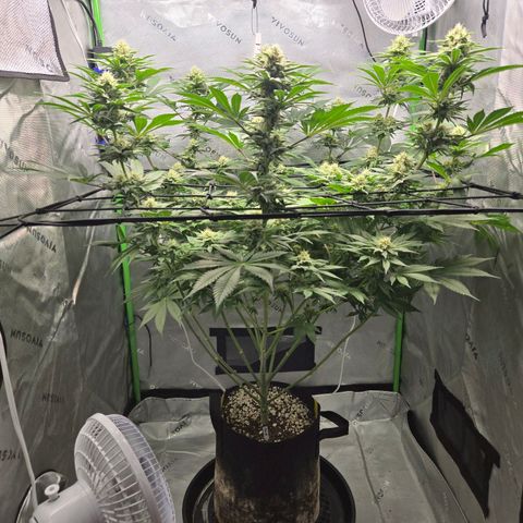 Donkey Kong growlog timeline photo