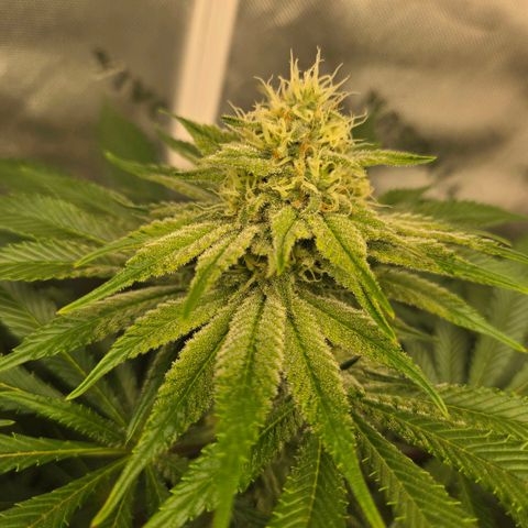 Donkey Kong growlog timeline photo