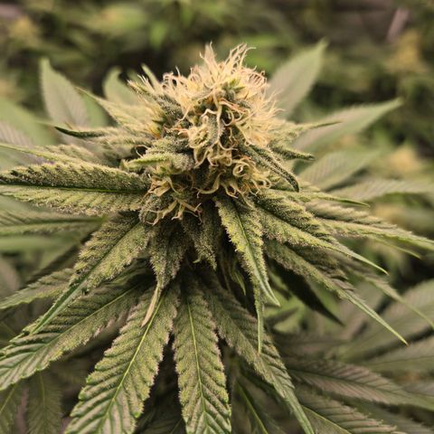 Donkey Kong growlog timeline photo