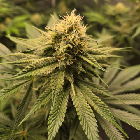 Donkey Kong growlog timeline photo