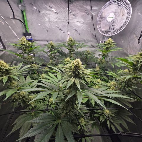 Donkey Kong growlog timeline photo