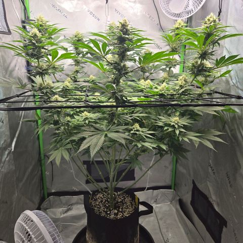 Donkey Kong growlog timeline photo