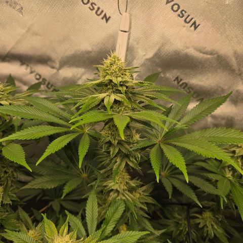 Donkey Kong growlog timeline photo