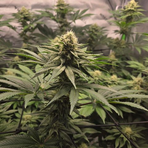 Donkey Kong growlog timeline photo