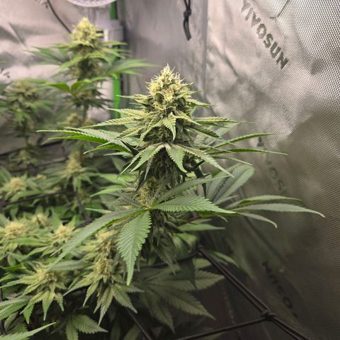 Donkey Kong growlog timeline photo