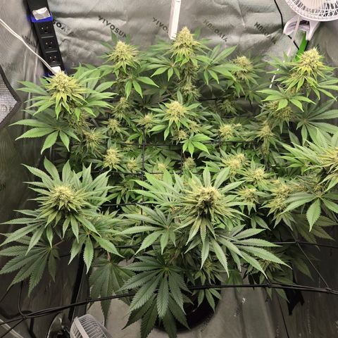 Donkey Kong growlog timeline photo