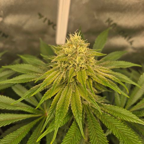 Donkey Kong growlog timeline photo
