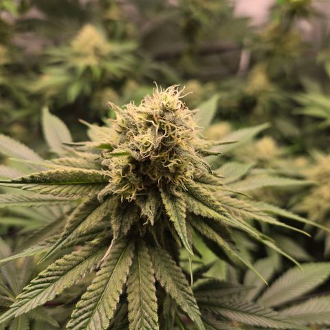 Donkey Kong growlog timeline photo