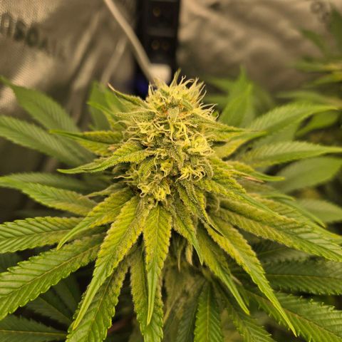 Donkey Kong growlog timeline photo