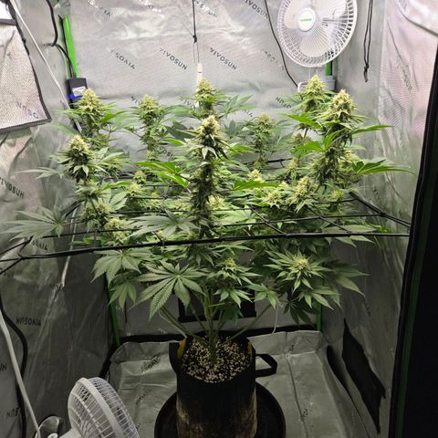 Donkey Kong growlog timeline photo