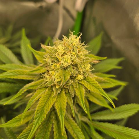 Donkey Kong growlog timeline photo