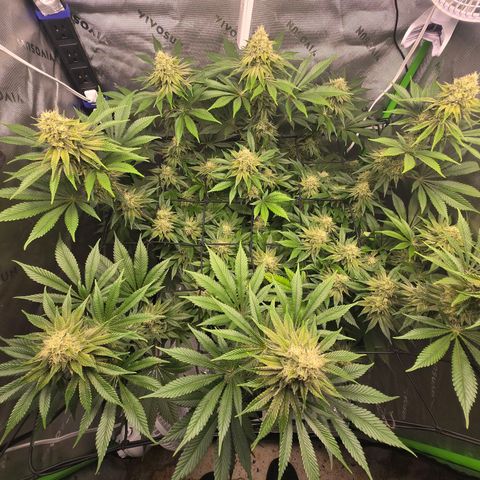 Donkey Kong growlog timeline photo