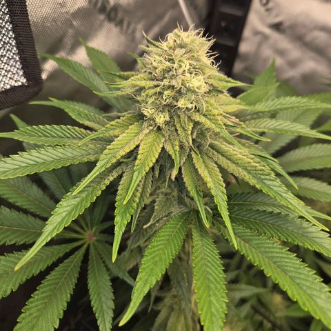 Donkey Kong growlog timeline photo