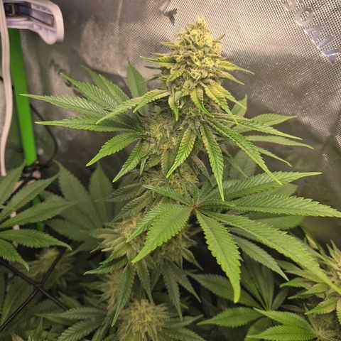 Donkey Kong growlog timeline photo
