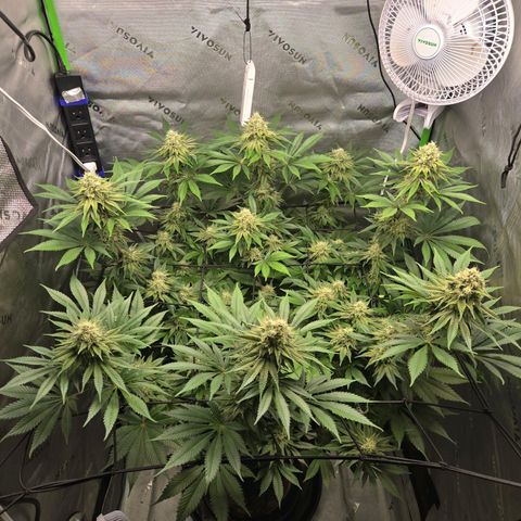 Donkey Kong growlog timeline photo