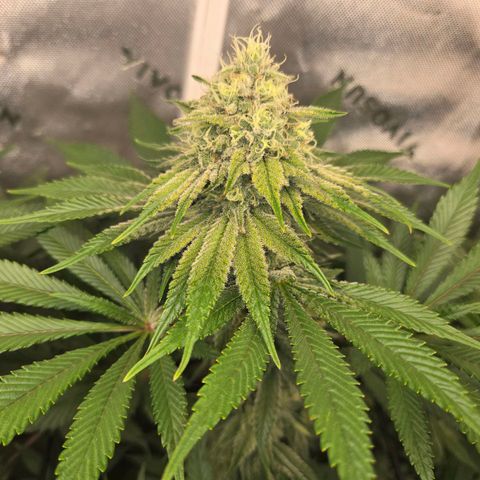 Donkey Kong growlog timeline photo