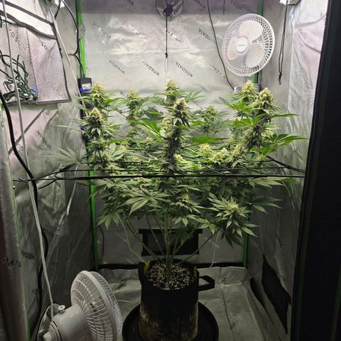 Donkey Kong growlog timeline photo