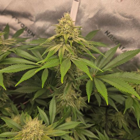 Donkey Kong growlog timeline photo
