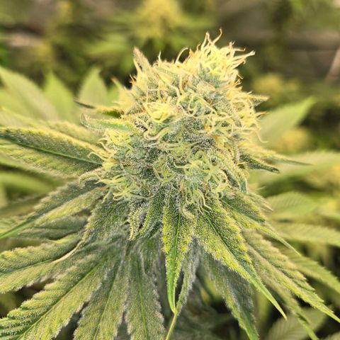 Donkey Kong growlog timeline photo