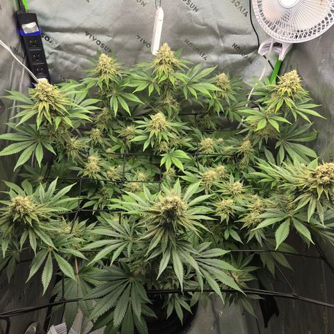 Donkey Kong growlog timeline photo