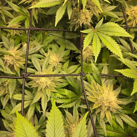 Donkey Kong growlog timeline photo