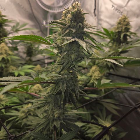 Donkey Kong growlog timeline photo