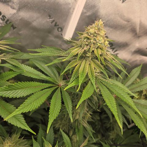 Donkey Kong growlog timeline photo