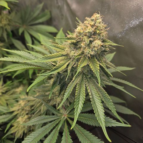 Donkey Kong growlog timeline photo