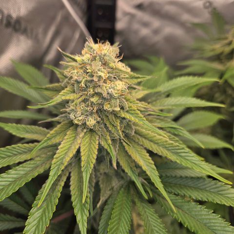 Donkey Kong growlog timeline photo
