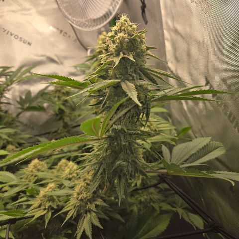Donkey Kong growlog timeline photo
