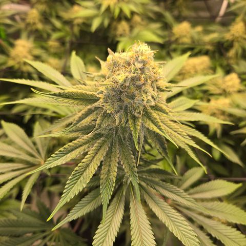 Donkey Kong growlog timeline photo