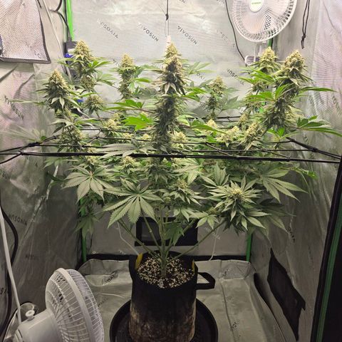 Donkey Kong growlog timeline photo