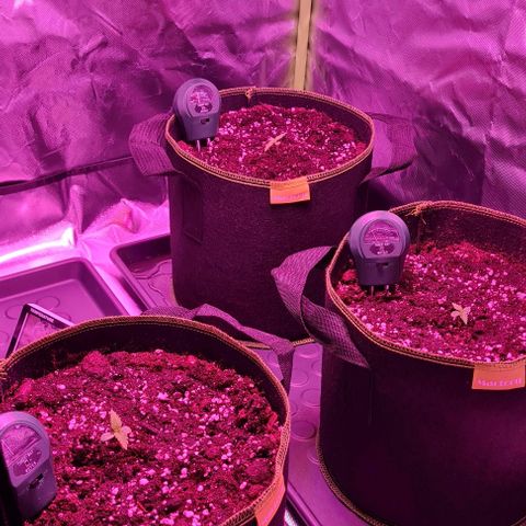 Lemon Haze Auto growlog photo: Transplant to tent. 