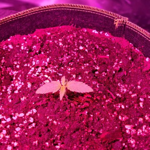 Lemon Haze Auto growlog timeline photo