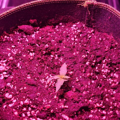 Gorilla Glue Auto growlog timeline photo