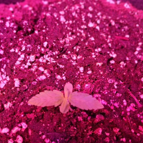 Lemon Haze Auto growlog timeline photo