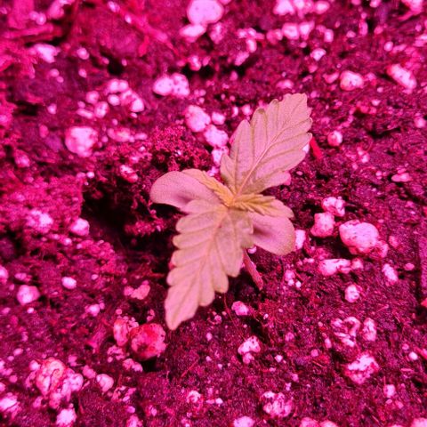 Lemon Haze Auto growlog timeline photo
