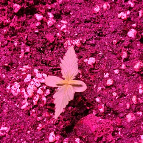 Lemon Haze Auto growlog timeline photo